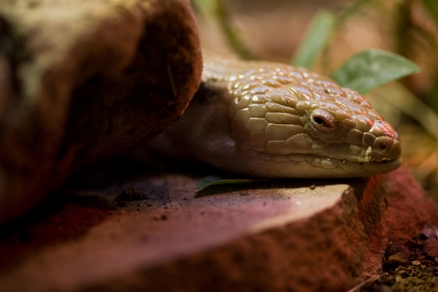 animals_Lizardandsnakes_10.jpg