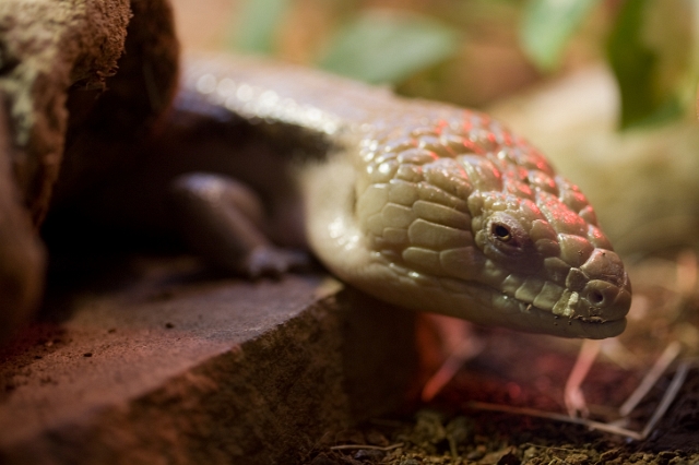 animals_Lizardandsnakes_11.jpg