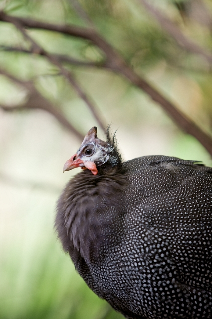 animals_birds_12.jpg