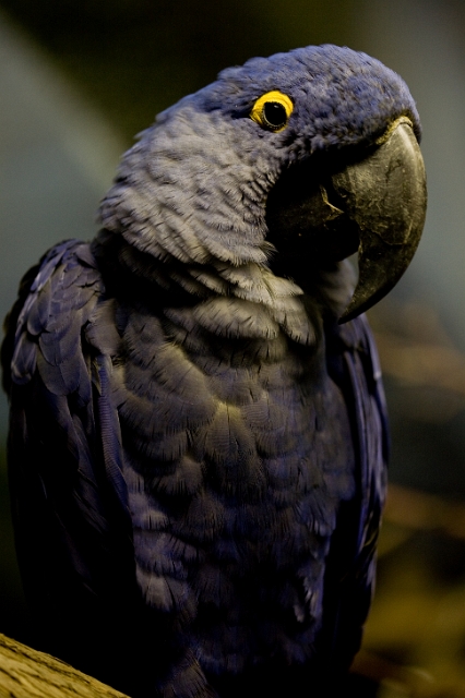 animals_birds_16.jpg
