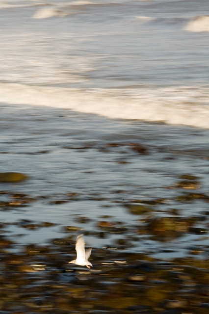 animals_birds_2.jpg