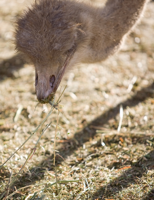 animals_birds_3.jpg