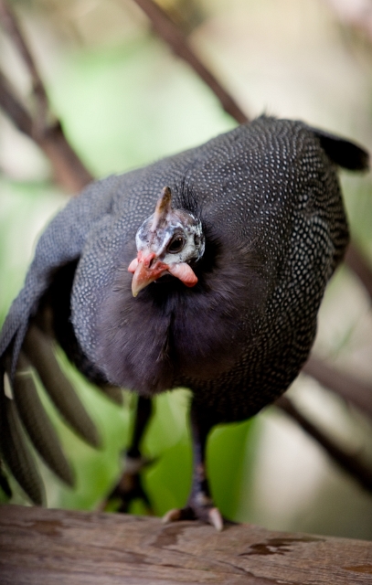 animals_birds_9.jpg