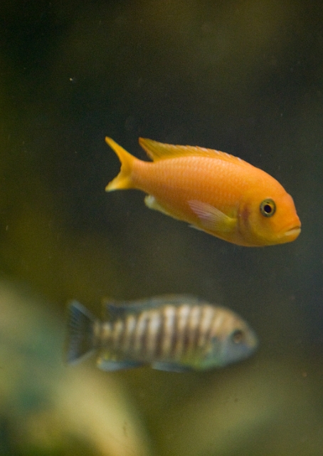 animals_fish_1.jpg