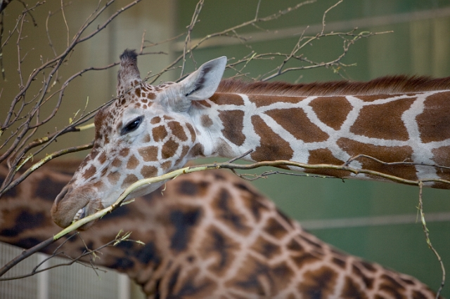 animals_zoo_10.jpg