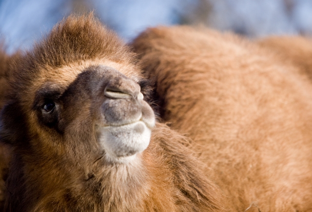 animals_zoo_7.jpg