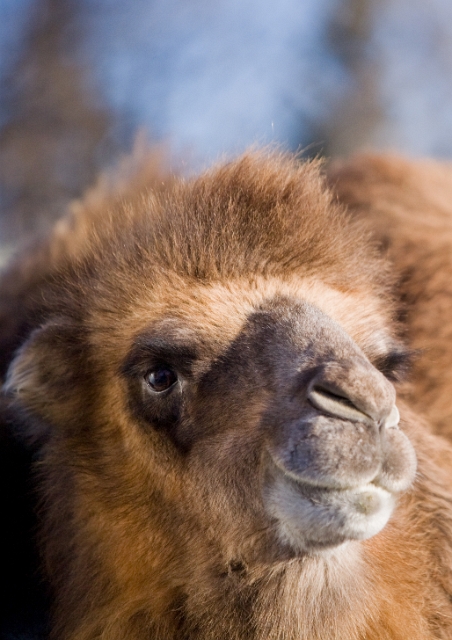animals_zoo_9.jpg