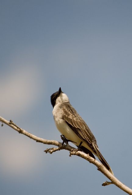 birds_chickadee_2.jpg
