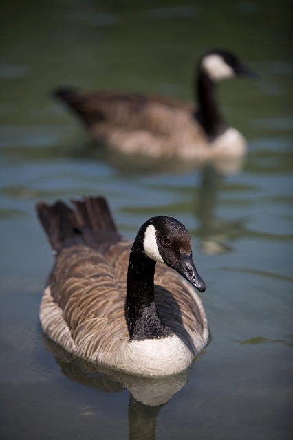 birds_goose_geese_2.jpg