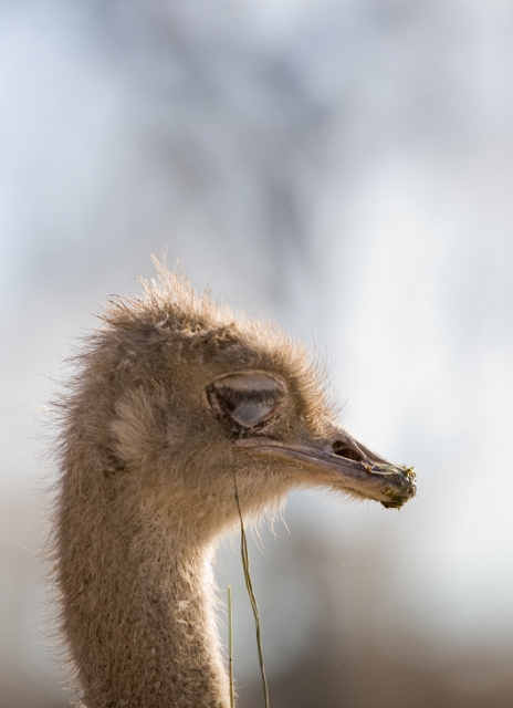 birds_ostrich_3.jpg