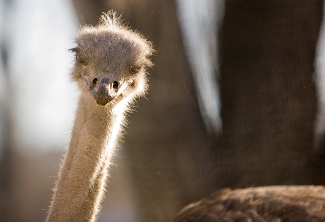 birds_ostrich_4.jpg