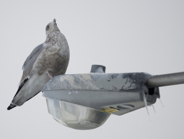 birds_seagulls_3.jpg