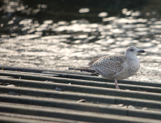 birds_seagulls_5.jpg