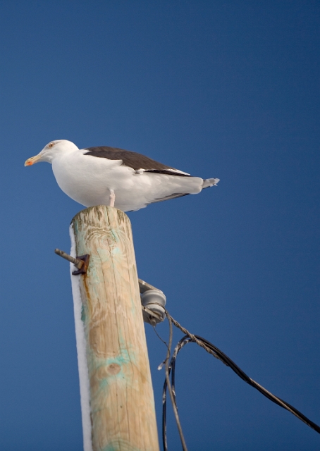 birds_seagulls_6.jpg