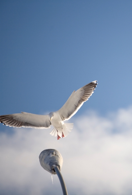 birds_seagulls_7.jpg