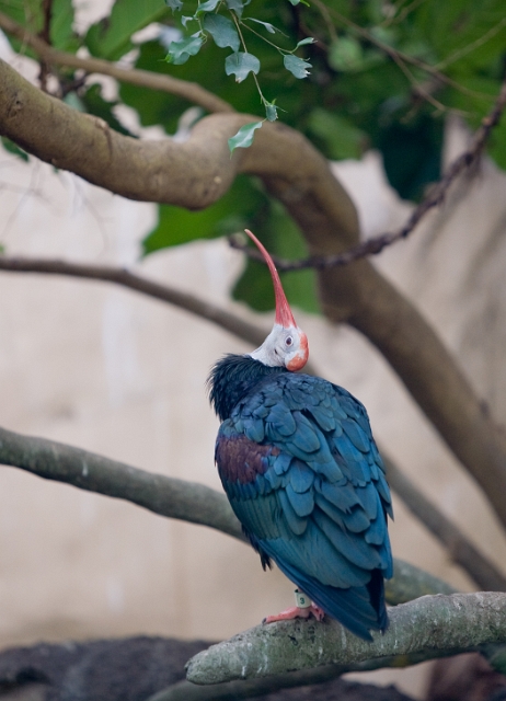 birds_zoo_1.jpg