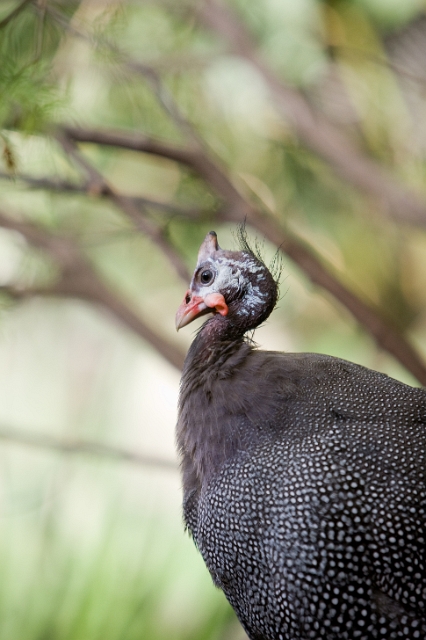 birds_zoo_3.jpg