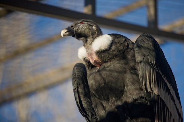 birds_zoo_6.jpg