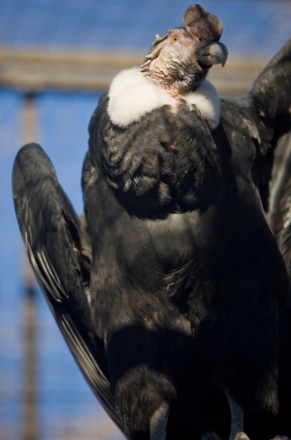 birds_zoo_7.jpg