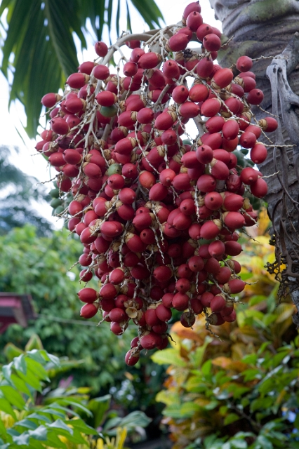 dominican_republic_78.jpg