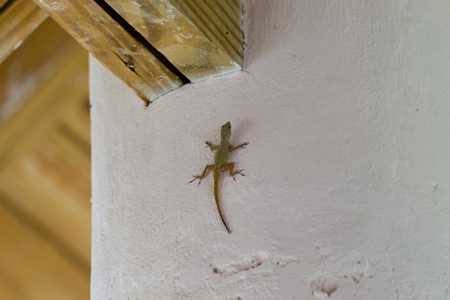 dominican_republic_lizard_1.jpg