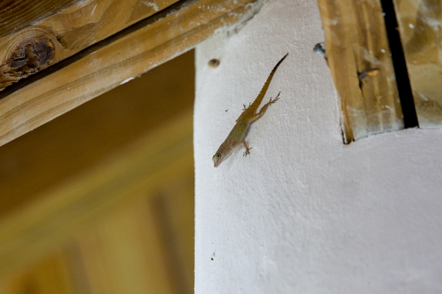 dominican_republic_lizard_2.jpg