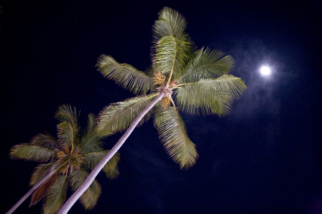 dominican_republic_palm_tree_1.jpg