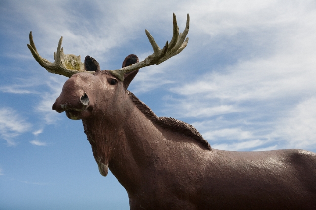 eastern_canada_moose_93.jpg