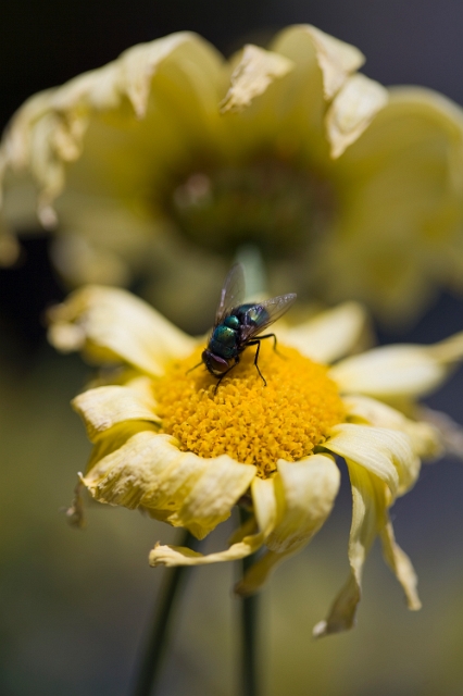 nature_flowers_house_fly_1.jpg