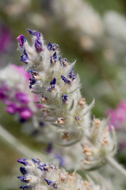 nature_flowers_wild_1.jpg