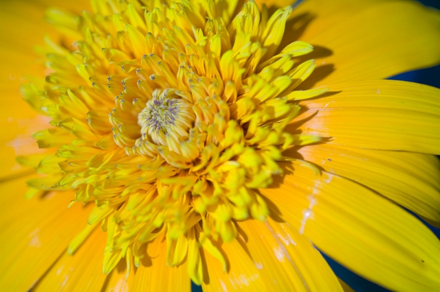 nature_flowers_wild_10.jpg