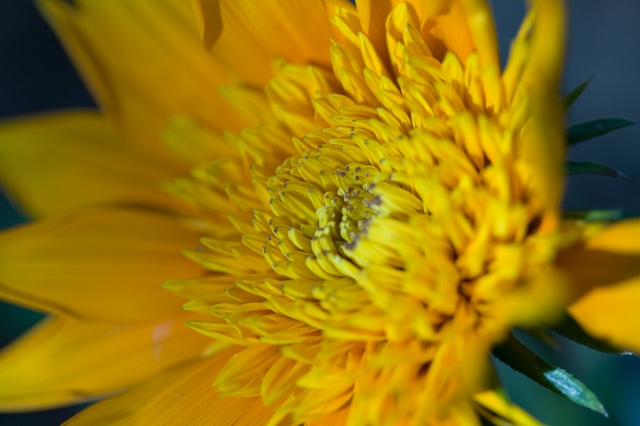 nature_flowers_wild_11.jpg