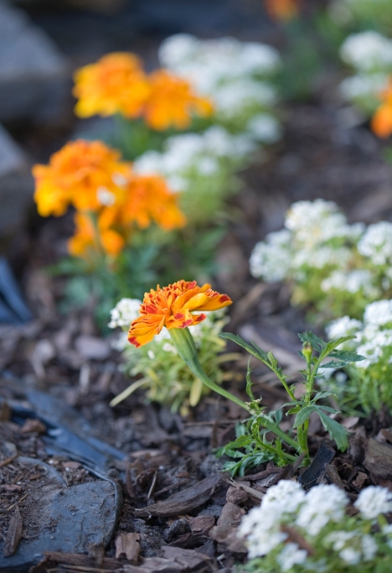 nature_flowers_wild_14.jpg
