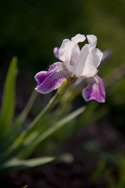 nature_flowers_wild_20.jpg