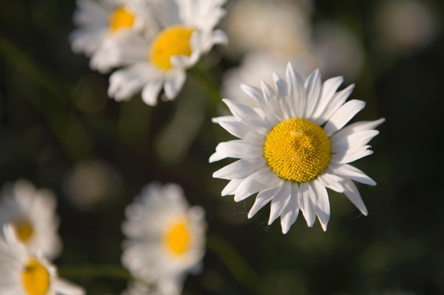 nature_flowers_wild_21.jpg