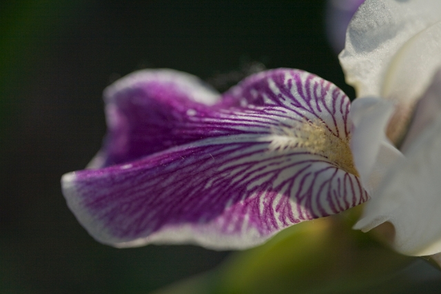 nature_flowers_wild_24.jpg