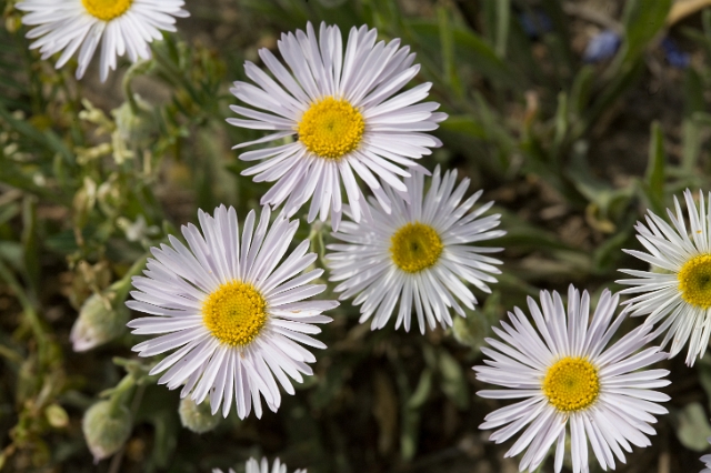 nature_flowers_wild_3.jpg
