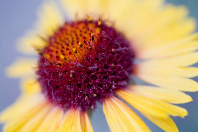nature_flowers_wild_4.jpg