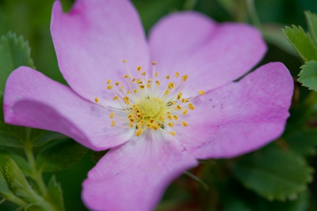 nature_flowers_wild_5.jpg
