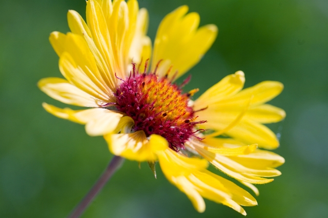 nature_flowers_wild_6.jpg