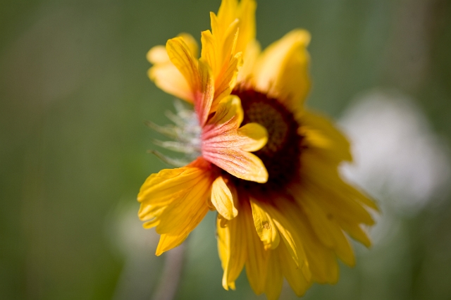 nature_flowers_wild_7.jpg