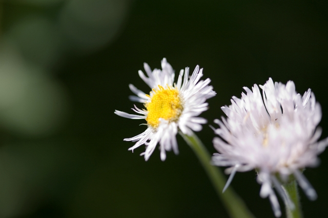nature_flowers_wild_8.jpg