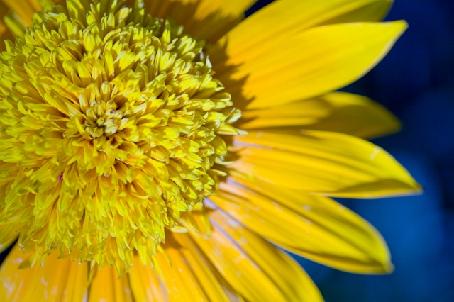 nature_flowers_wild_9.jpg