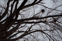 nature_tree_birds_nest_1