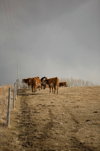 western_canada_farm_1.jpg